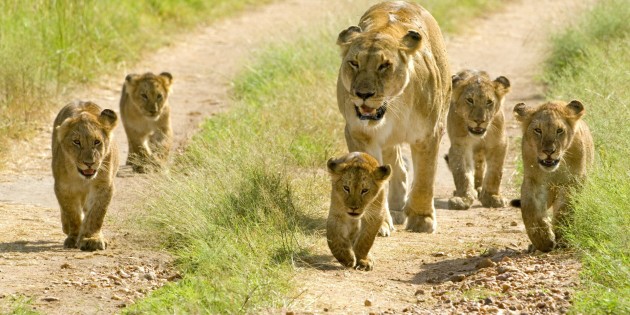 Animals___Wild_cats_Lioness_with_cubs_walking_along_the_road_094872_